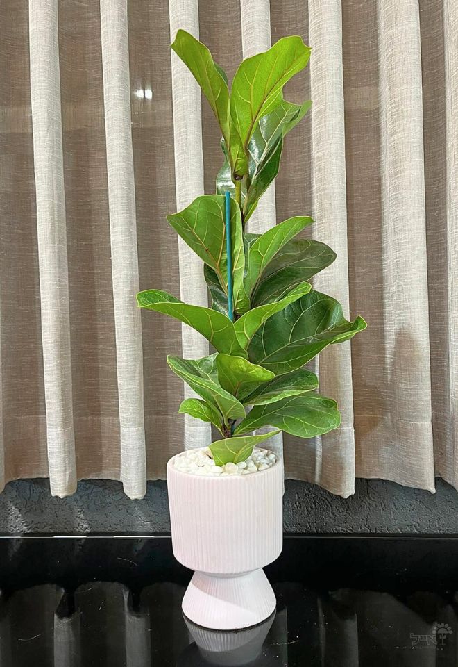 תמונה ממוזערת 1