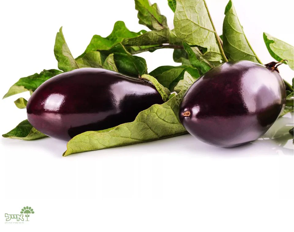 תמונה ממוזערת 2